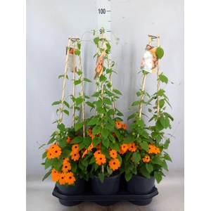 Thunbergia alata 'Orange BlackEye'