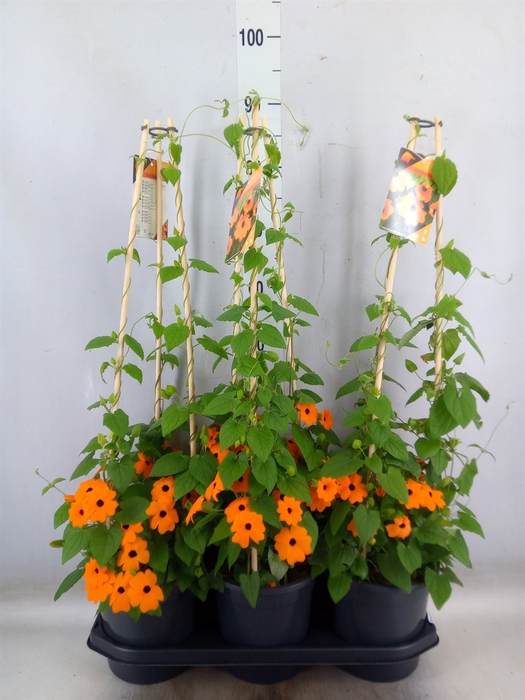 <h4>Thunbergia alata 'Orange BlackEye'</h4>