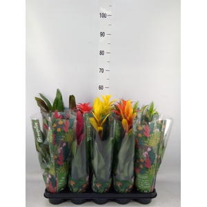 Bromelia   ...mix