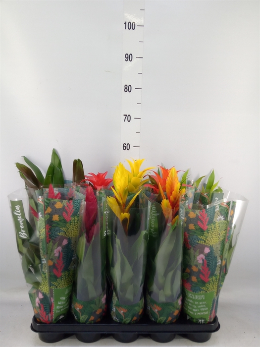 <h4>Bromelia   ...mix</h4>
