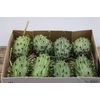 Sier Cucumis Kiwano Green P Box