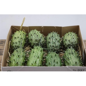 Sier Cuc Kiwano Green P Box