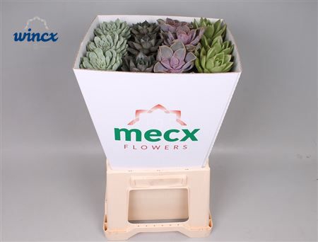 Echeveria Mix (mecx Flowers) Mecx-emmer 8cm