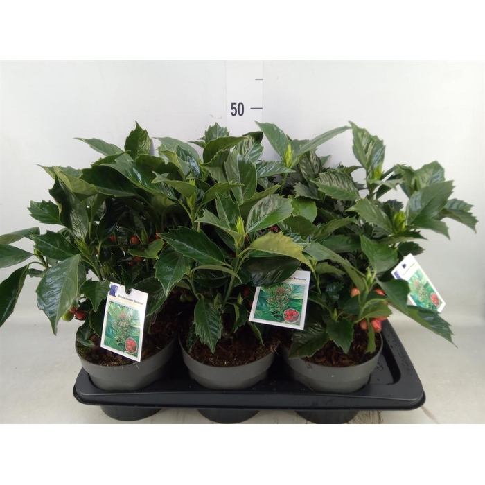 <h4>Aucuba japonica 'Rozannie'</h4>