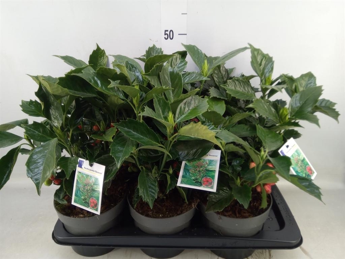 Aucuba japonica 'Rozannie'