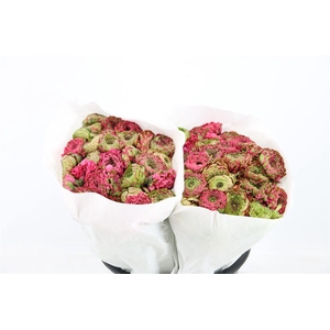 Ran Ponpon Ex Alladin