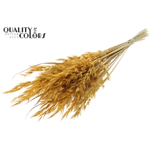 Avena Wild per bunch Apricot