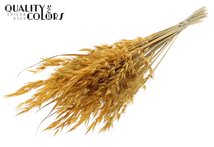 Avena Wild per bunch Apricot