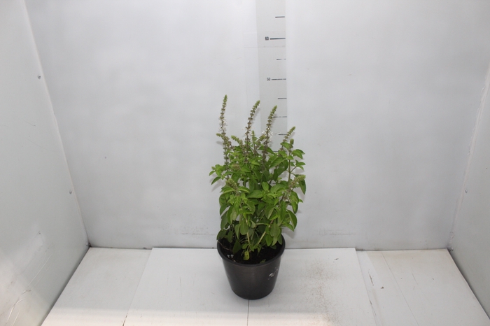 <h4>MANJERICAO P20</h4>