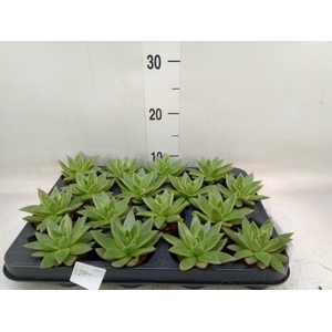 Echeveria  'Miranda'