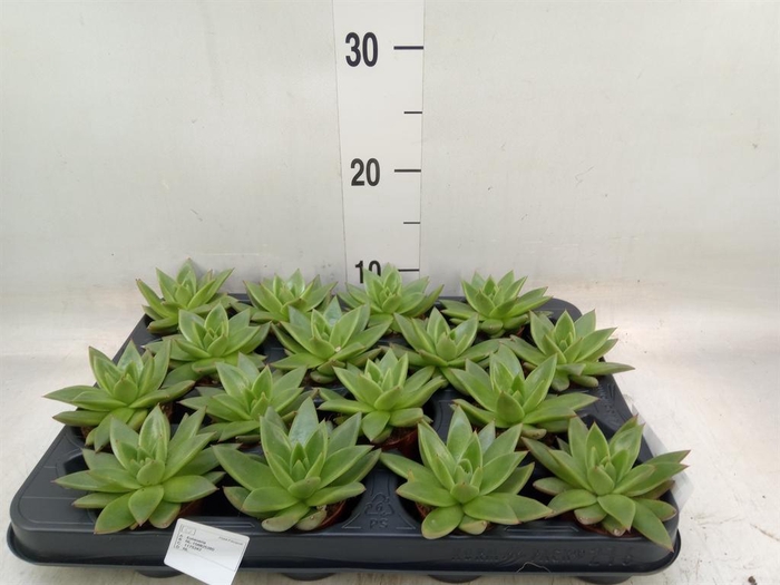 <h4>Echeveria  'Miranda'</h4>