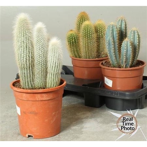 Cactus gemengd