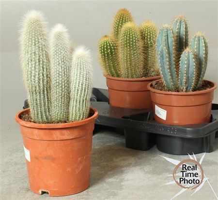 <h4>Cactus gemengd</h4>