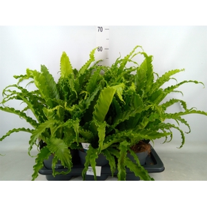 Asplenium antiquum 'Osaka'