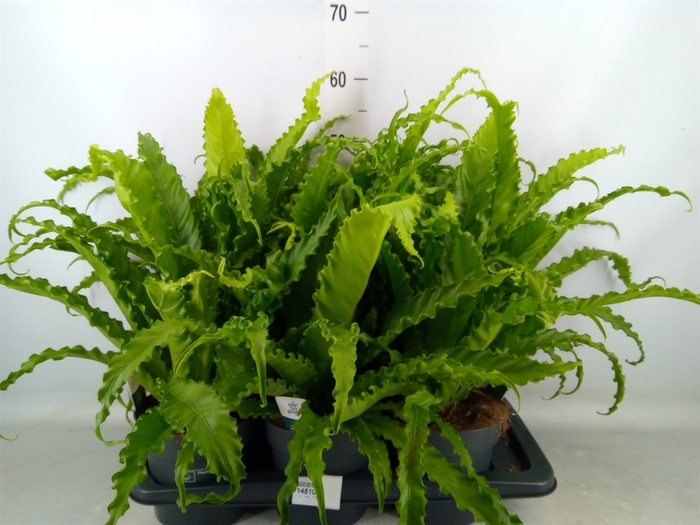 <h4>Asplenium antiquum 'Osaka'</h4>