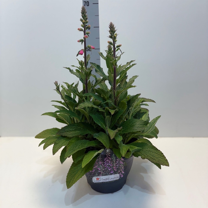 <h4>Digitalis  'Pink Panther'</h4>
