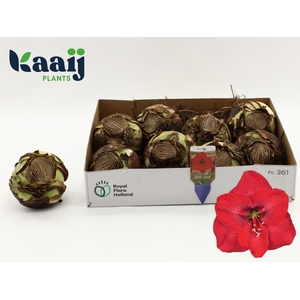 .Hippeastrum bulb red 36cm diameter