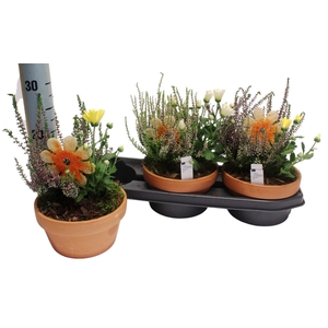 ARR TUINPLANTEN