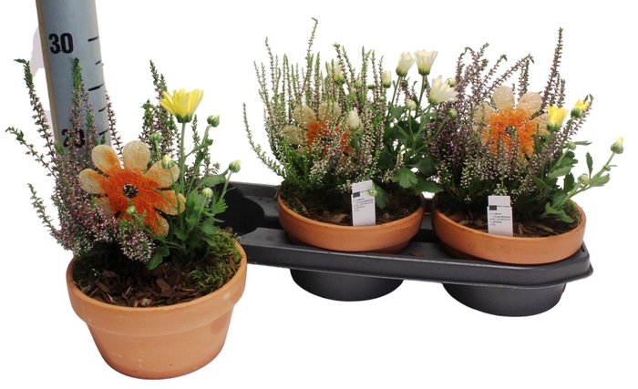 <h4>ARR TUINPLANTEN</h4>