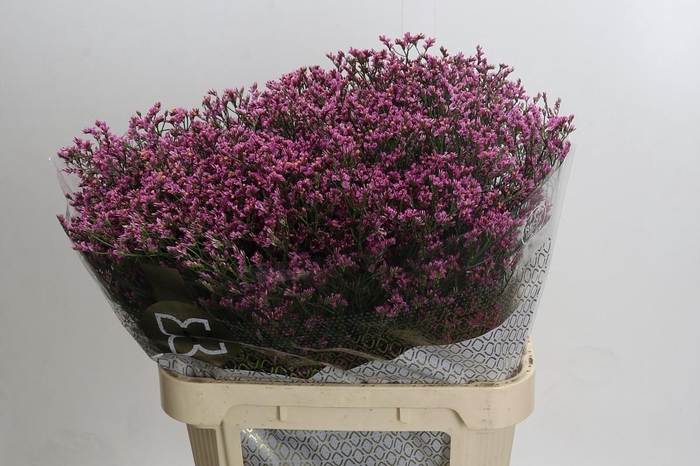<h4>Limonium sinense Blush Diamond</h4>