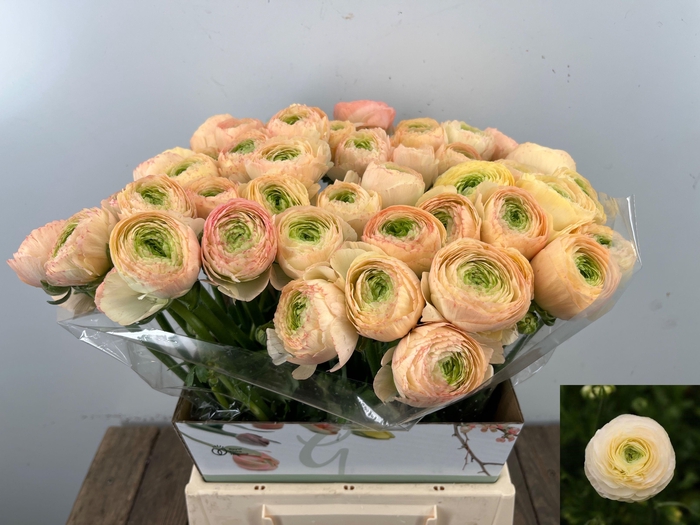 <h4>RAN SU GRAND PASTEL</h4>