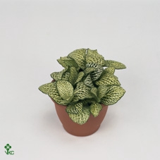 Fittonia verschaf. 'White Anne'