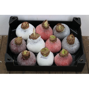 HIPPEASTRUM WAXED GLITTER MIX X8