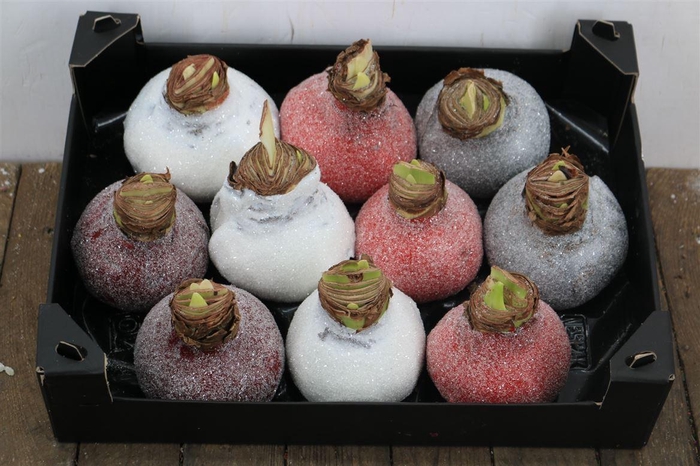 <h4>HIPPEASTRUM WAXED GLITTER MIX X8</h4>