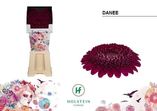 <h4>Ge Bv Gerponi Parade</h4>