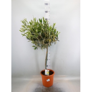 Olea europaea