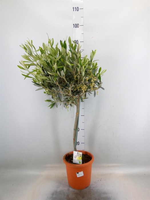 <h4>Olea europaea</h4>