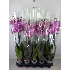 Phalaenopsis   ...