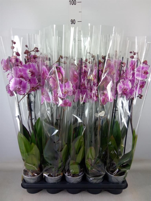 <h4>Phalaenopsis   ...</h4>
