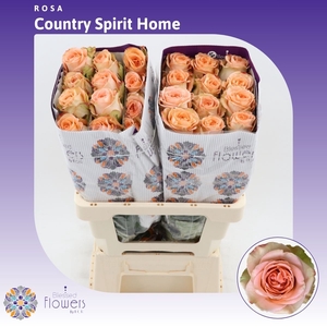 Rosa gr Country Spirit Home