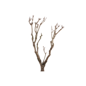 Syringa Branch Extra Caussade