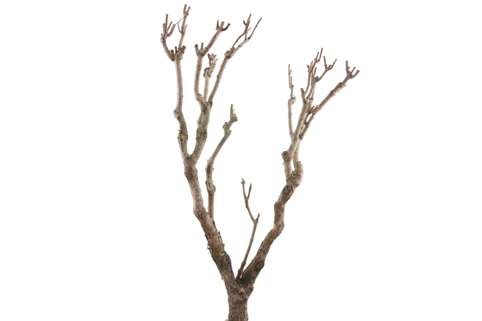 <h4>Syringa Branch Extra Caussade</h4>