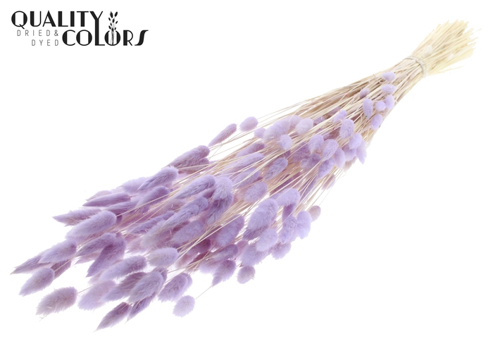 Lagurus Premium per bunch Bleached Milka