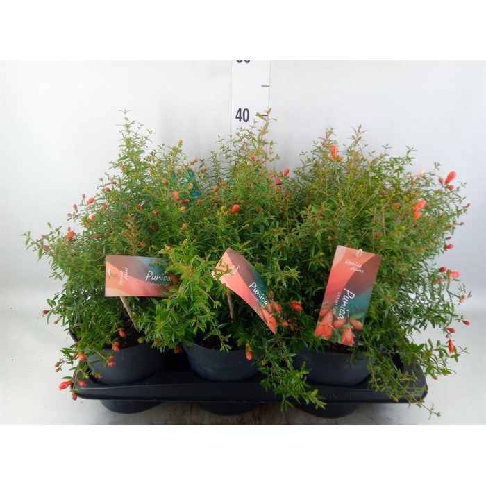 <h4>Punica granatum 'Nana'</h4>