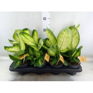 Dieffenbachia
