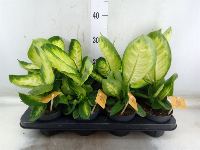 <h4>Dieffenbachia</h4>