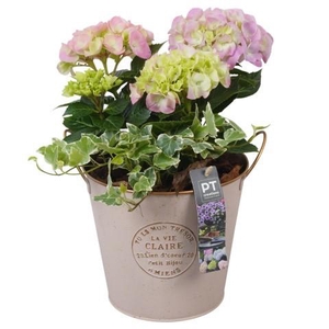 PTPP6871 Arrangement Patio in metalen pot