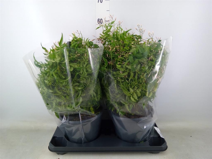 <h4>Jasminum polyanthum</h4>