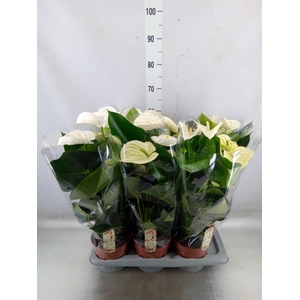 Anthurium andr. 'Alpine'