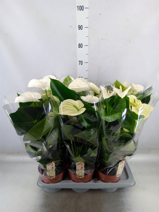 <h4>Anthurium andr. 'Alpine'</h4>