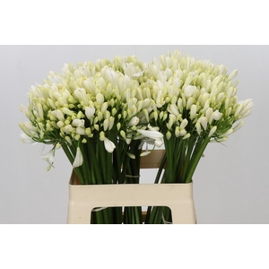 Agapanthus Gletsjer