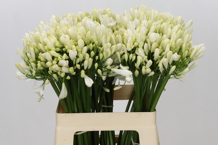 <h4>Agapanthus Gletsjer</h4>