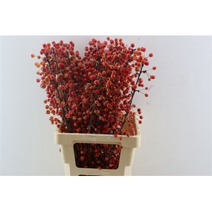 Malus Adirondack