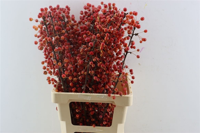 <h4>Malus Adirondack</h4>
