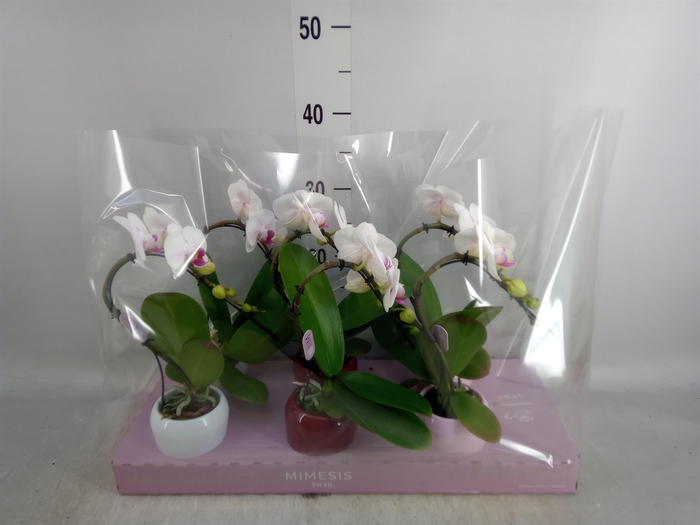 <h4>Phalaenopsis   ...</h4>