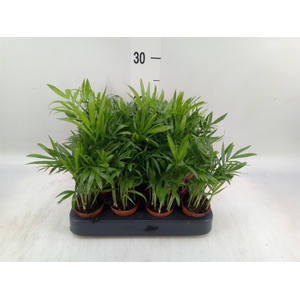 Chamaedorea elegans